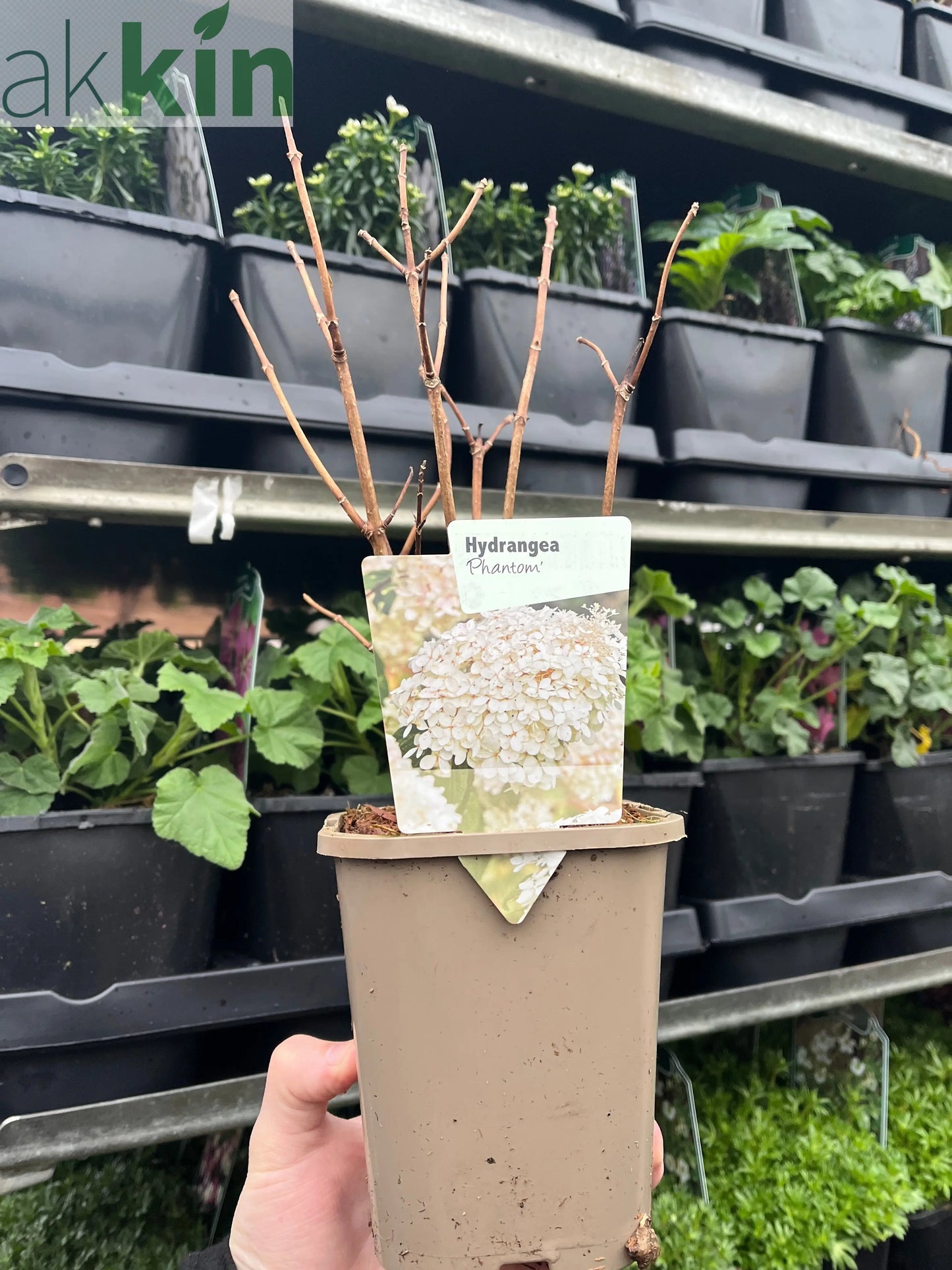 Hydrangea paniculata Phantom 1L (30-40cm inc. pot) One Click Plants