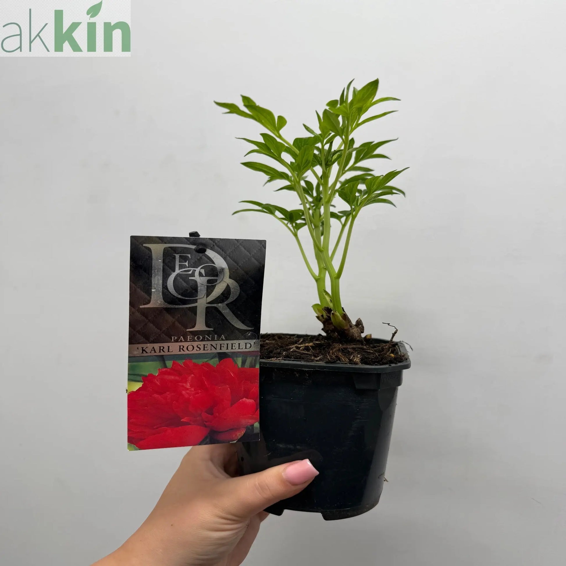 Peony 'Karl Rosenfield' 1L One Click Plants