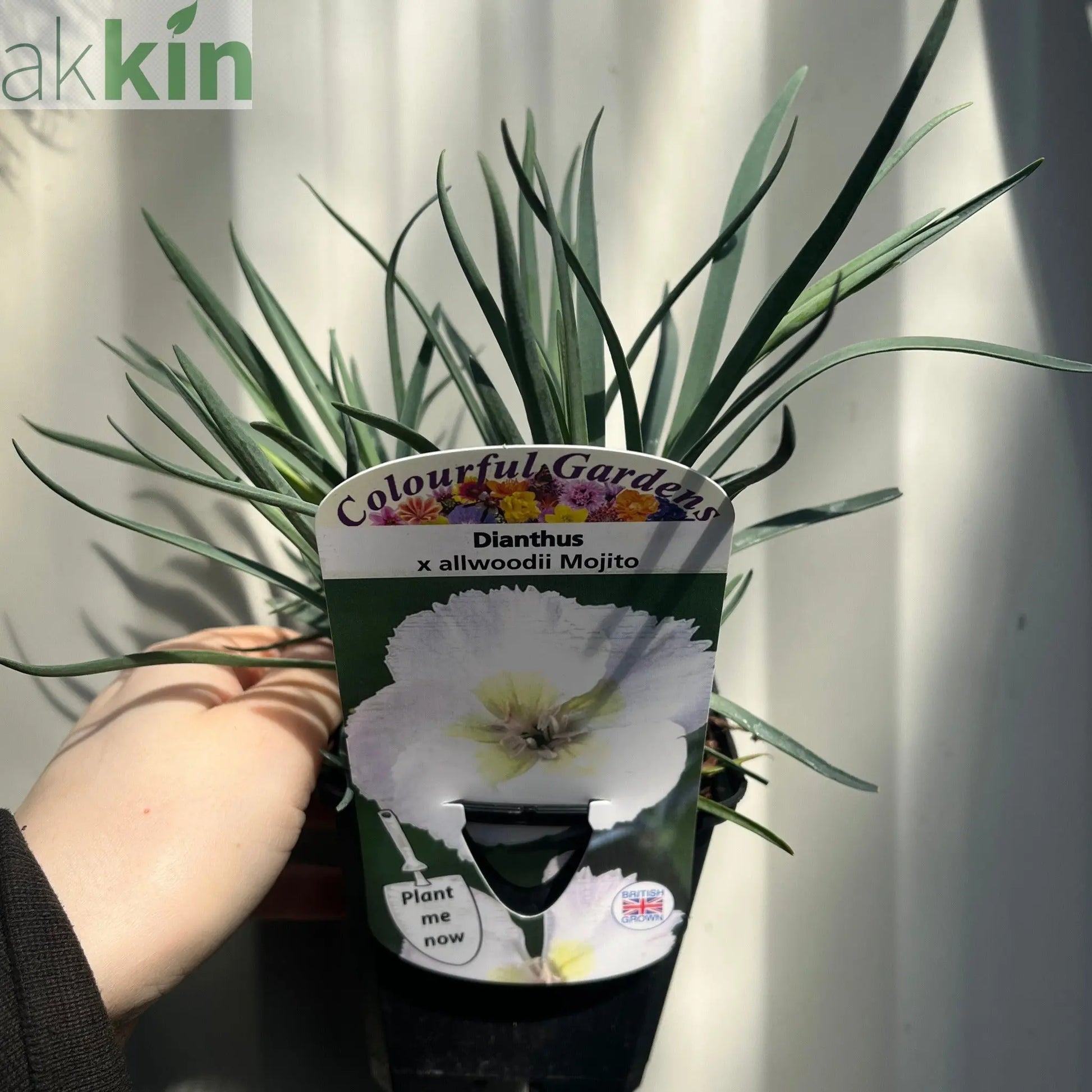 Dianthus x allwoodii 'Mojito' 9cm One Click Plants