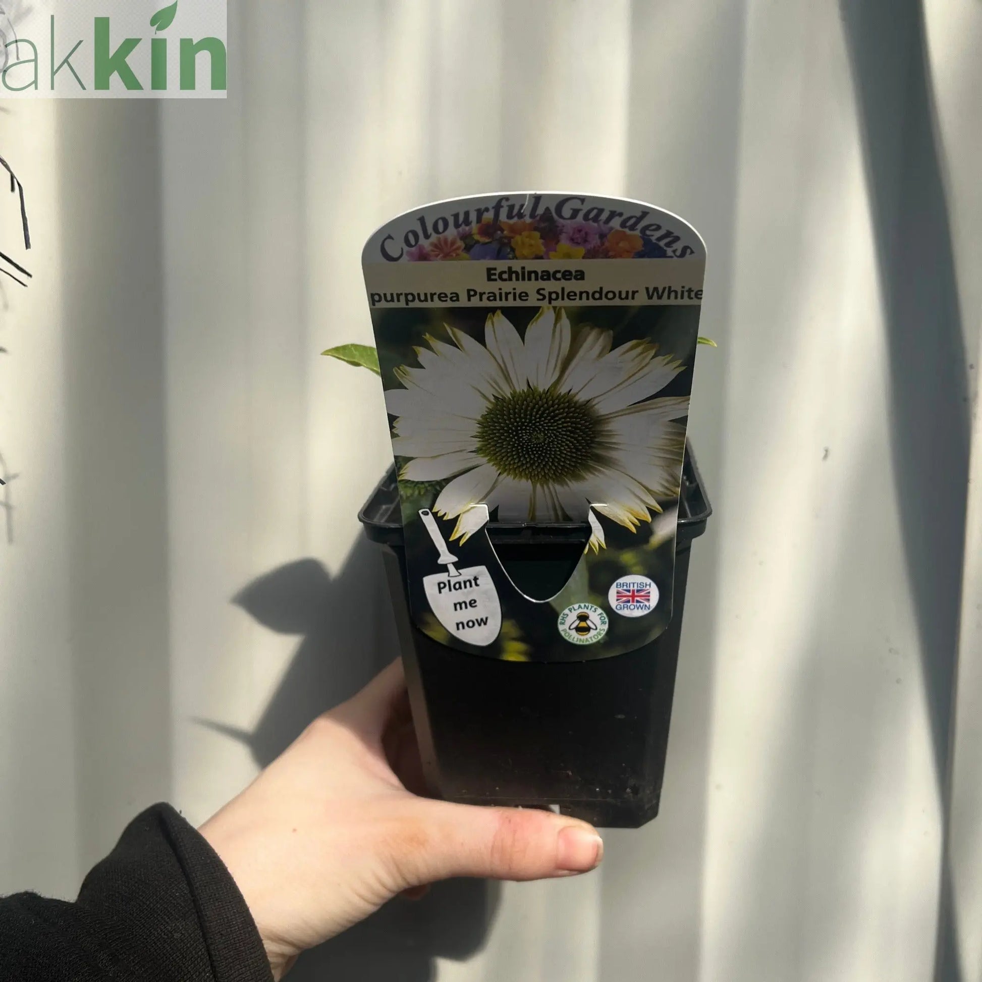 Echinacea purpurea Prairie Splendour White 9cm One Click Plants