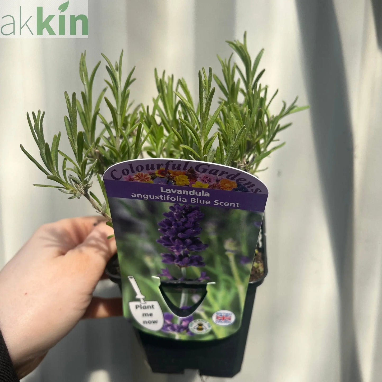 Lavender angustifolia 'Blue Scent' 9cm One Click Plants