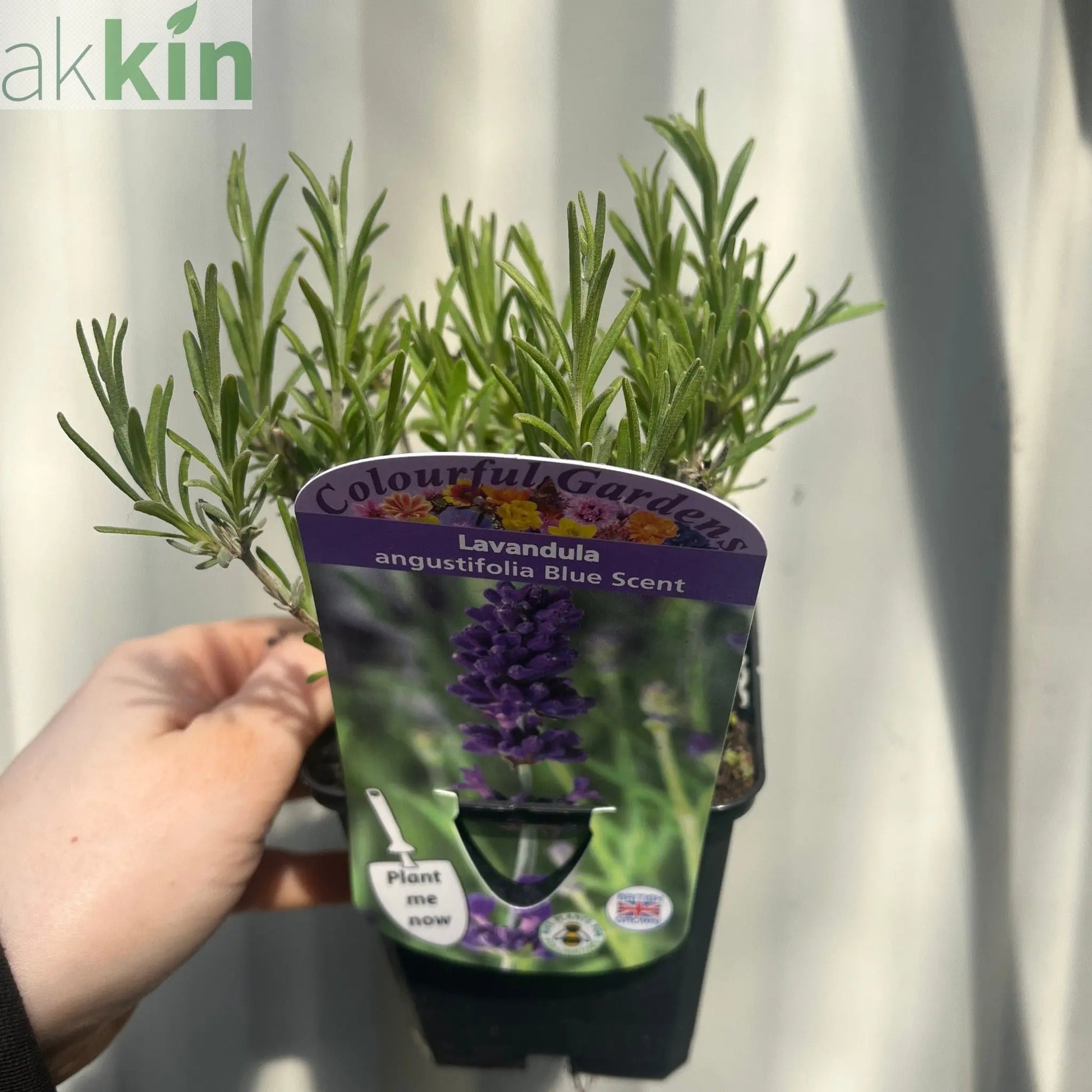 Lavender angustifolia 'Blue Scent' 9cm One Click Plants