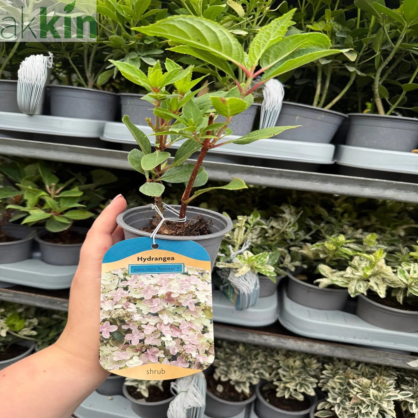 Hydrangea paniculata Switch 'Polestar' 'Ophelia' 9cm / 3L One Click Plants