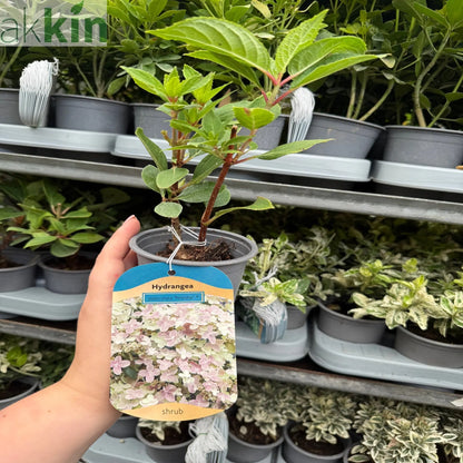 Hydrangea paniculata Switch 'Polestar' 'Ophelia' 9cm / 3L One Click Plants