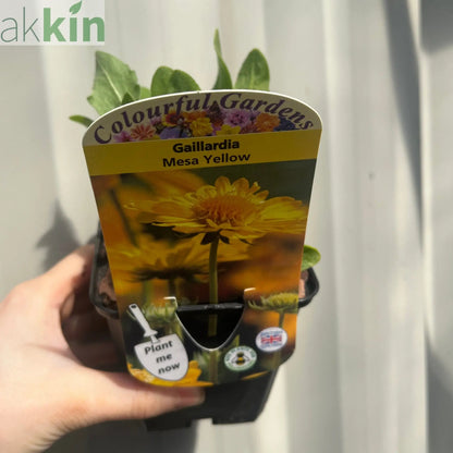 Gaillardia 'Mesa Yellow' 9cm / 2L One Click Plants