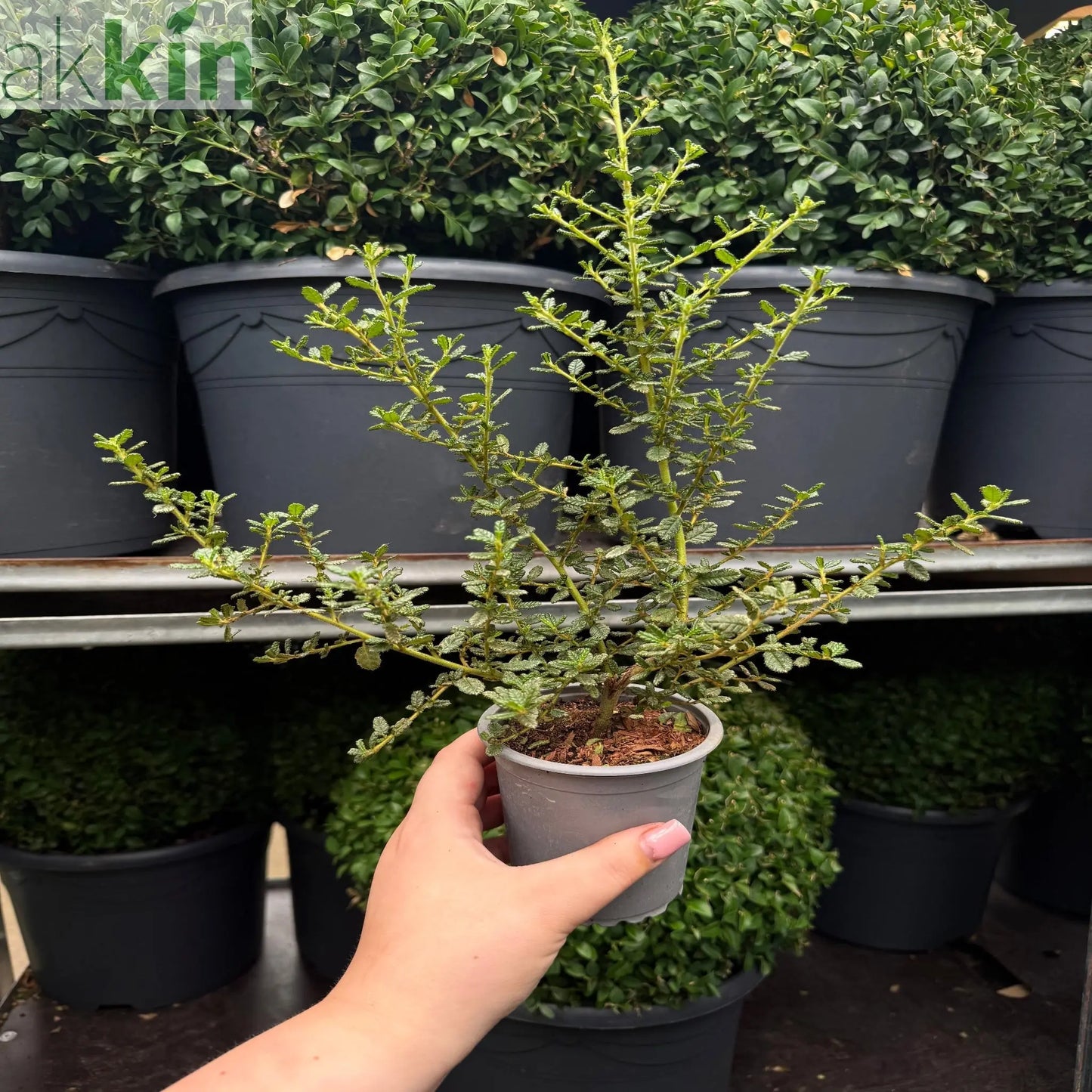Ceanothus 'Puget Blue' (Californian Lilac) 9cm / 2L One Click Plants