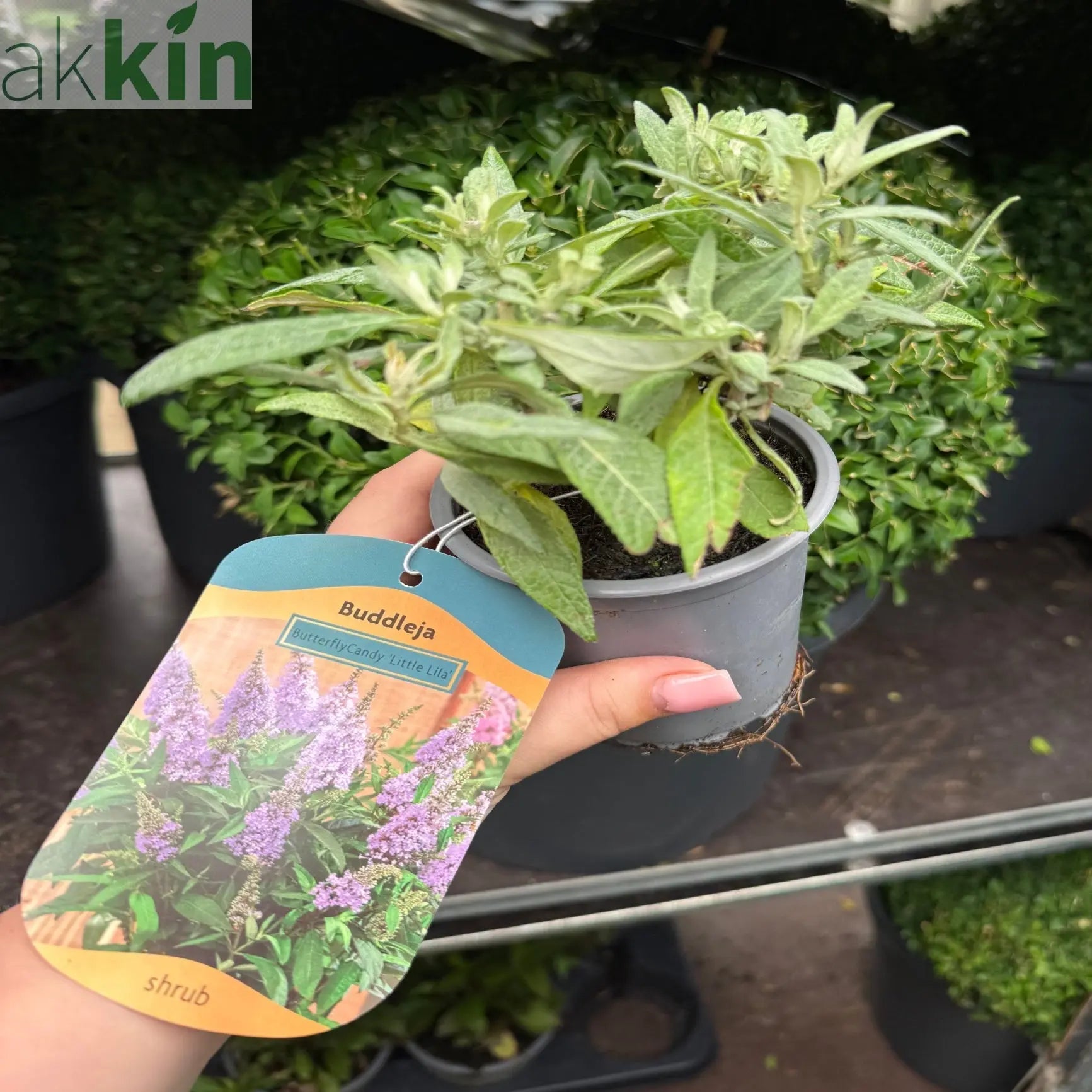 Buddleja 'Butterfly Candy Little Lila' 9cm/1L/3L One Click Plants