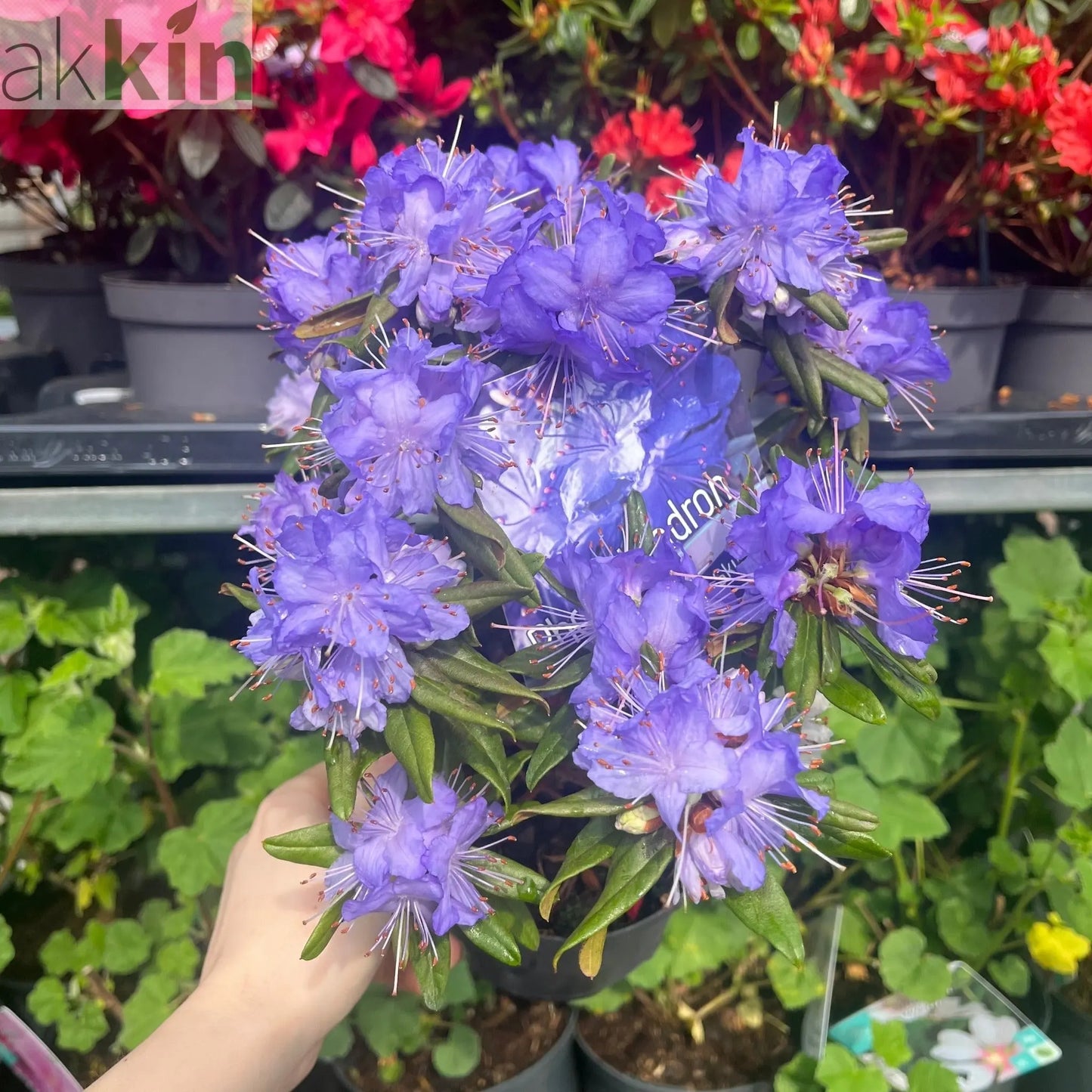 Dwarf Rhododendron 'Purple Pillow' 1L One Click Plants