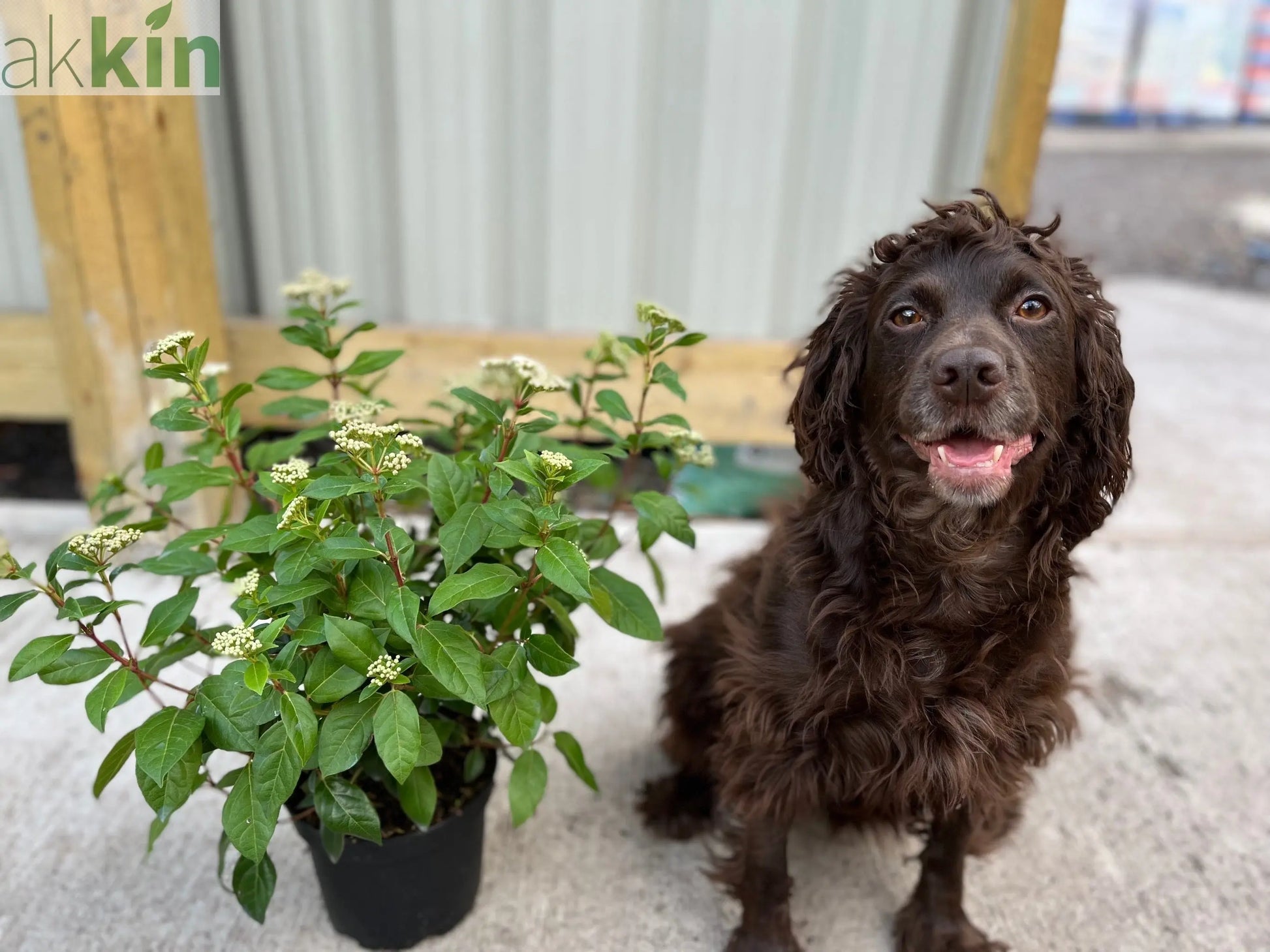 Viburnum tinus Laurustinus 2L One Click Plants