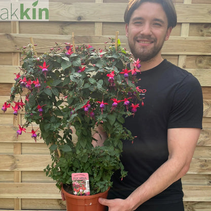 Fuchsia on Frame 'Kwekerij De Wen' 3L One Click Plants