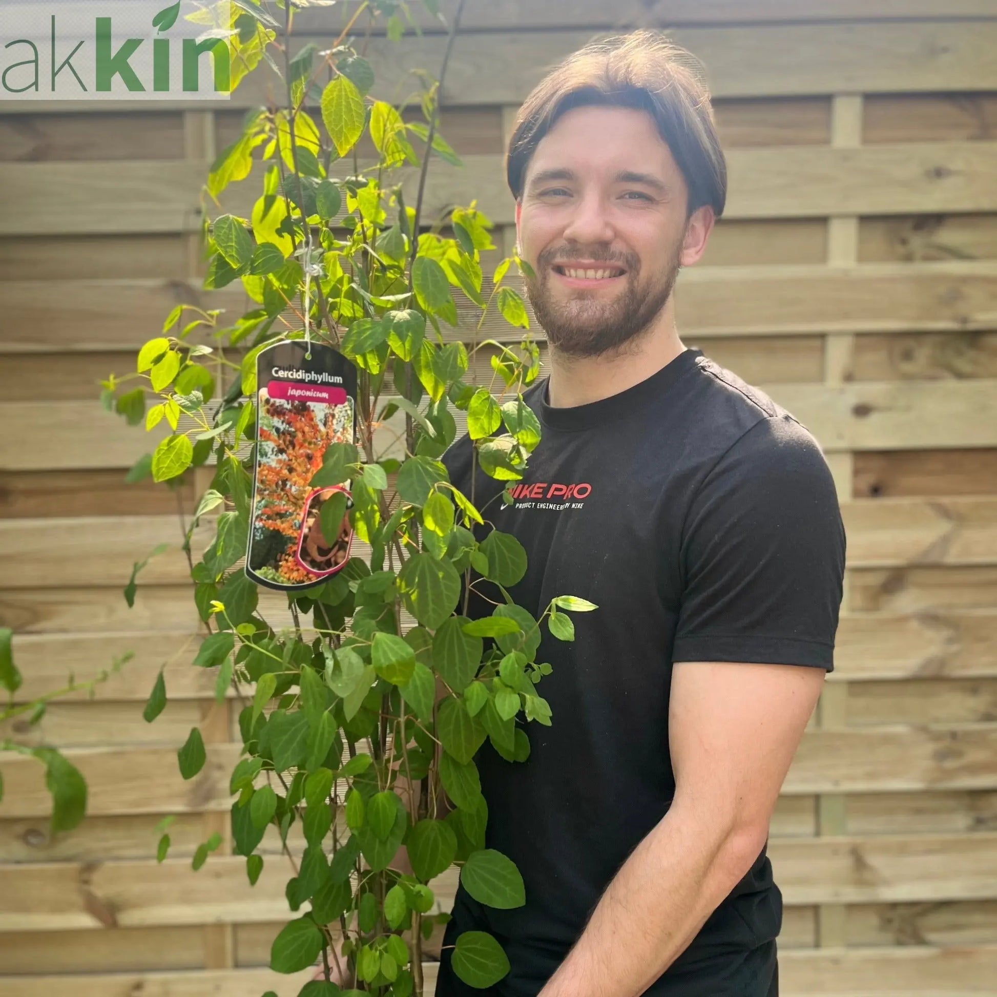 Cercidiphyllum japonicum Katsura 7.5L One Click Plants