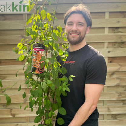 Cercidiphyllum japonicum Katsura 7.5L One Click Plants