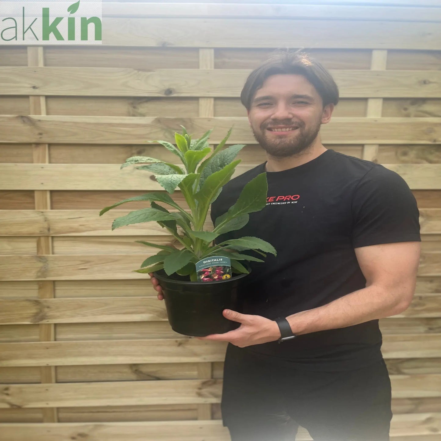 Foxgloves Digitalis 'Rose Ivory' 3L One Click Plants