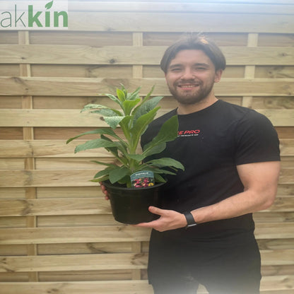 Foxgloves Digitalis 'Rose Ivory' 3L One Click Plants