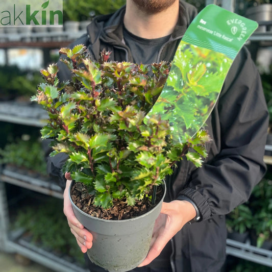 Ilex meserveae 'Little Rascal' Holly 2L One Click Plants