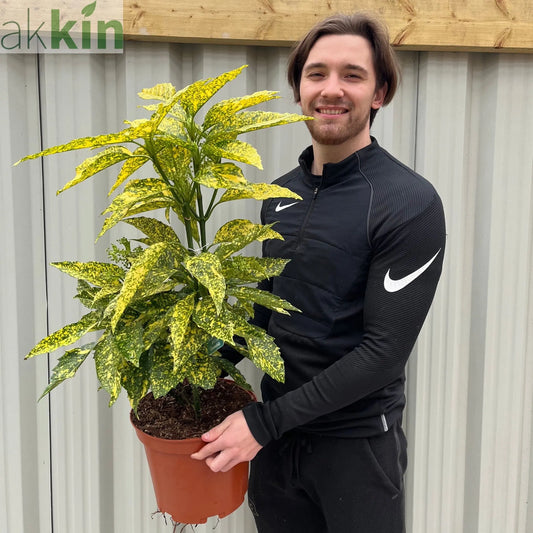Aucuba Spotted Laurel 2L / 5L One Click Plants