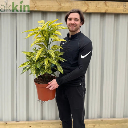 Aucuba Spotted Laurel 2L / 5L One Click Plants