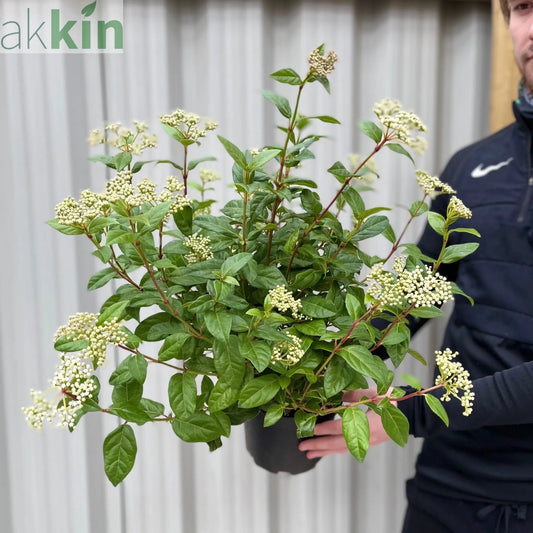 Viburnum tinus Laurustinus 2L One Click Plants