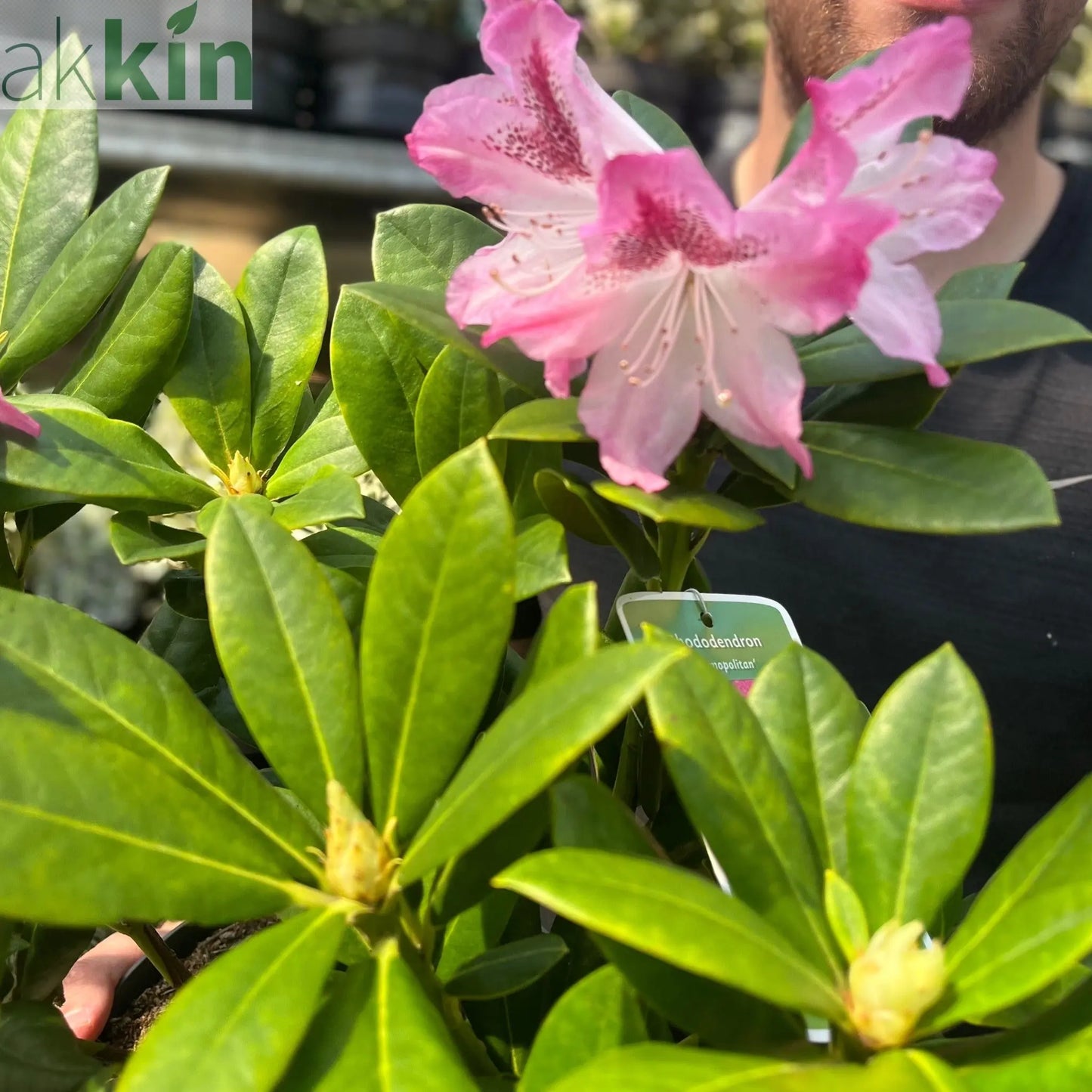 Rhododendron 'Cosmopolitan' 3L One Click Plants