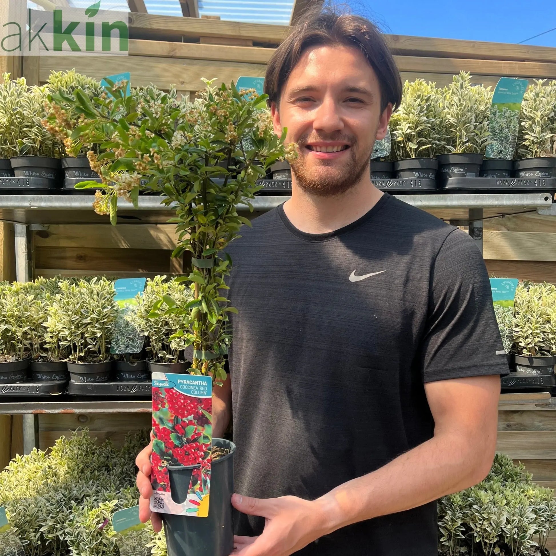 Pyracantha coccinea 'Red Column' 1L/2L One Click Plants