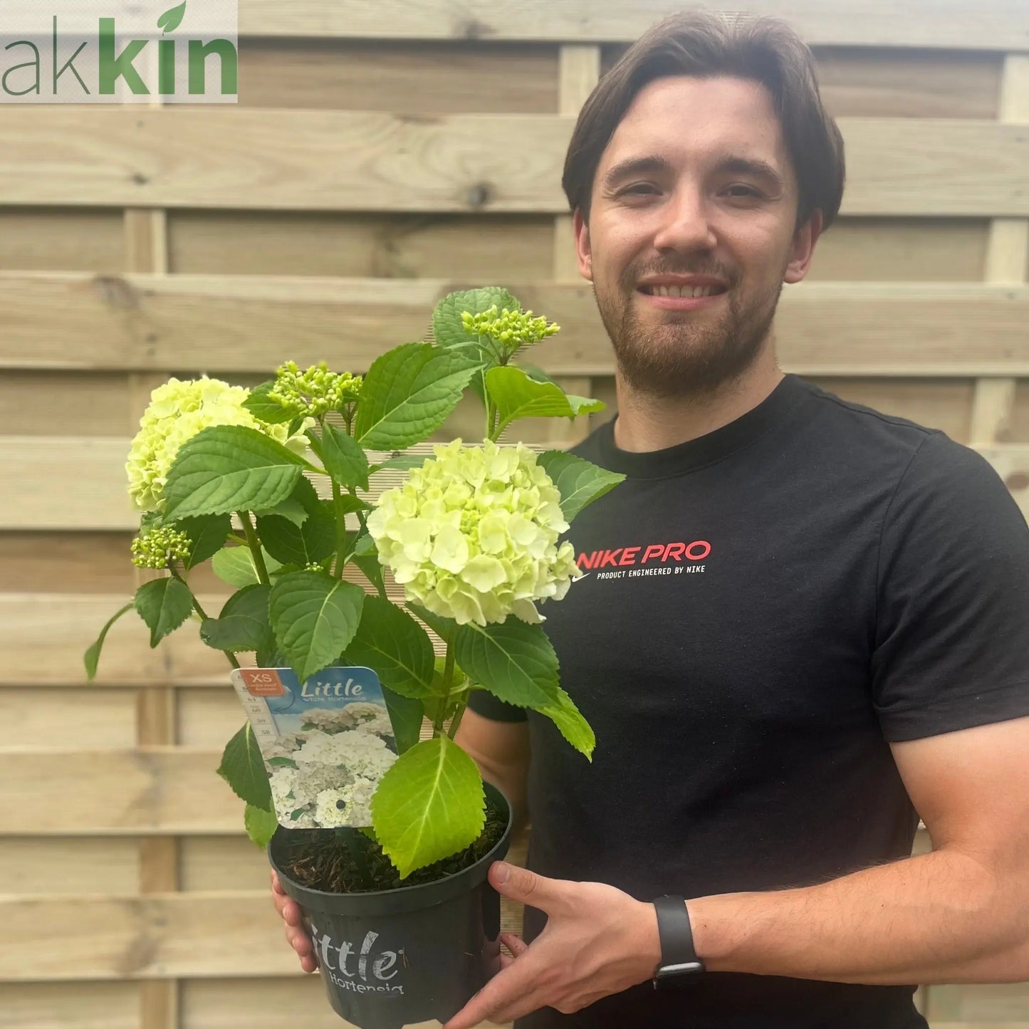 Dwarf Hydrangea | Hydrangea macrophylla 'Little White' 2L One Click Plants