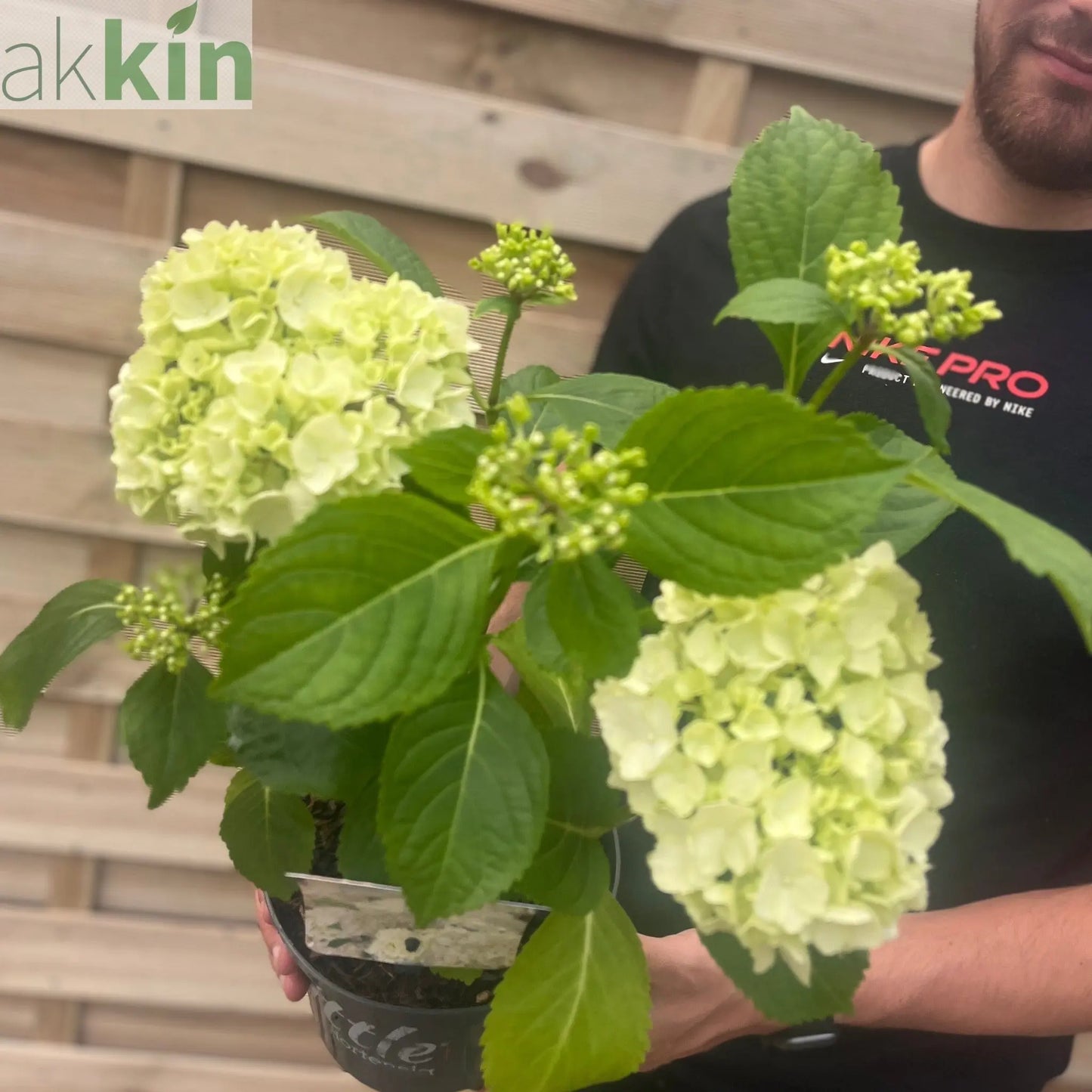 Dwarf Hydrangea | Hydrangea macrophylla 'Little White' 2L One Click Plants