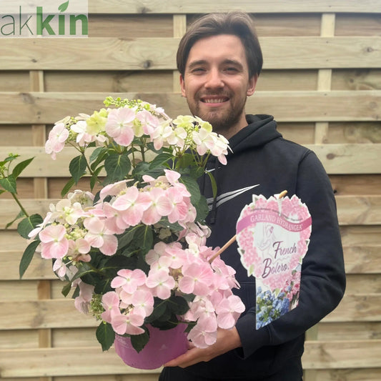 Hydrangea 'French Bolero' Pink 3L One Click Plants