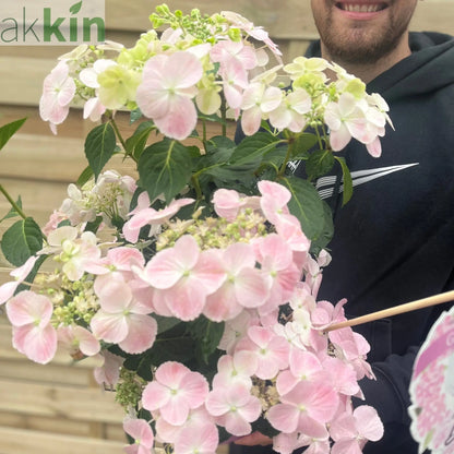 Hydrangea 'French Bolero' Pink 3L One Click Plants