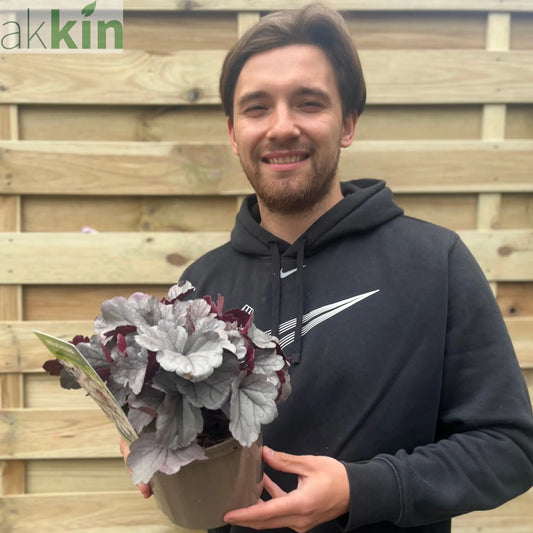 Heuchera 'Silverberry' 2L One Click Plants