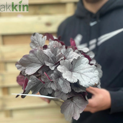 Heuchera 'Silverberry' 2L One Click Plants