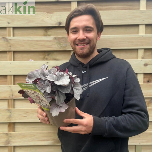 Heuchera 'Silver Gumdrop' 2L One Click Plants