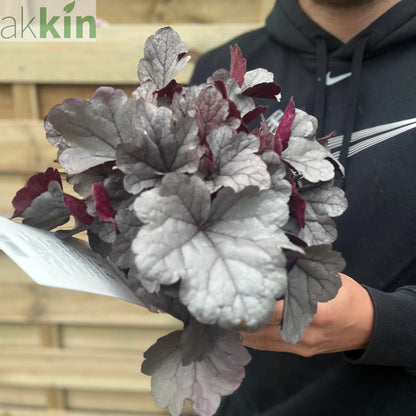 Heuchera 'Silver Gumdrop' 2L One Click Plants