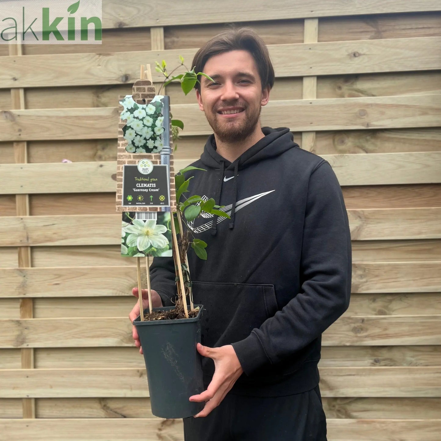 Clematis 'Guernsey Cream' 70cm One Click Plants