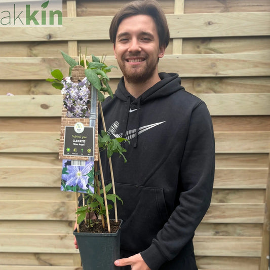 Clematis 'Blue Angel' 60cm One Click Plants