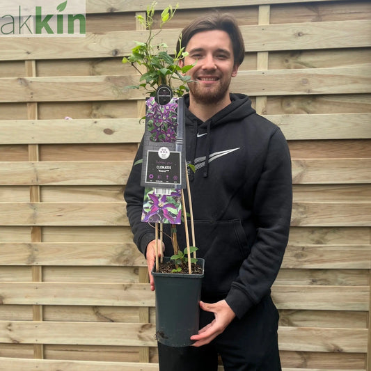 Clematis 'Noora' 70cm One Click Plants