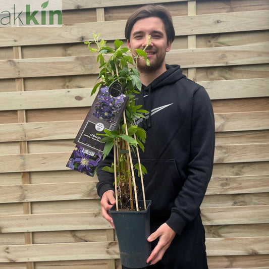 Clematis 'So Many Blue Flowers' 70cm One Click Plants