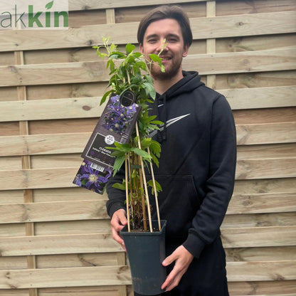 Clematis 'So Many Blue Flowers' 70cm One Click Plants
