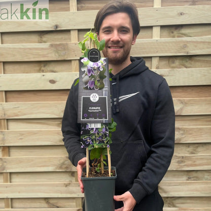 Clematis 'Fascination' 70cm One Click Plants