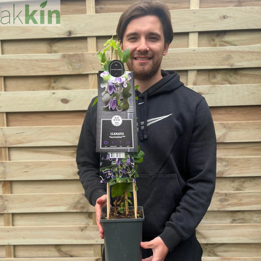 Clematis 'Fascination' 70cm One Click Plants