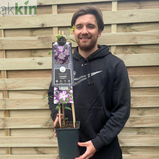 Clematis viticella 'Pernille' 70cm One Click Plants