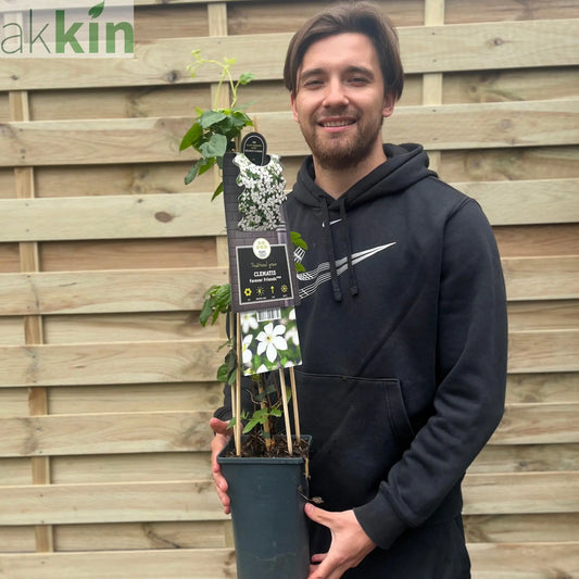 Clematis 'Forever Friends' 70cm One Click Plants