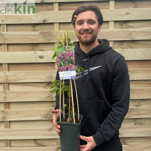 Clematis macropetala 'Octopus' 70cm One Click Plants