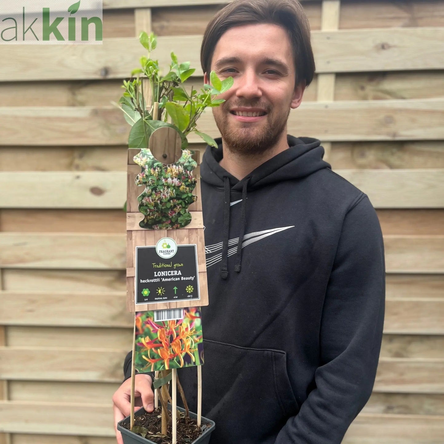 Honeysuckle 'American Beauty' Lonicera japonica 70cm One Click Plants