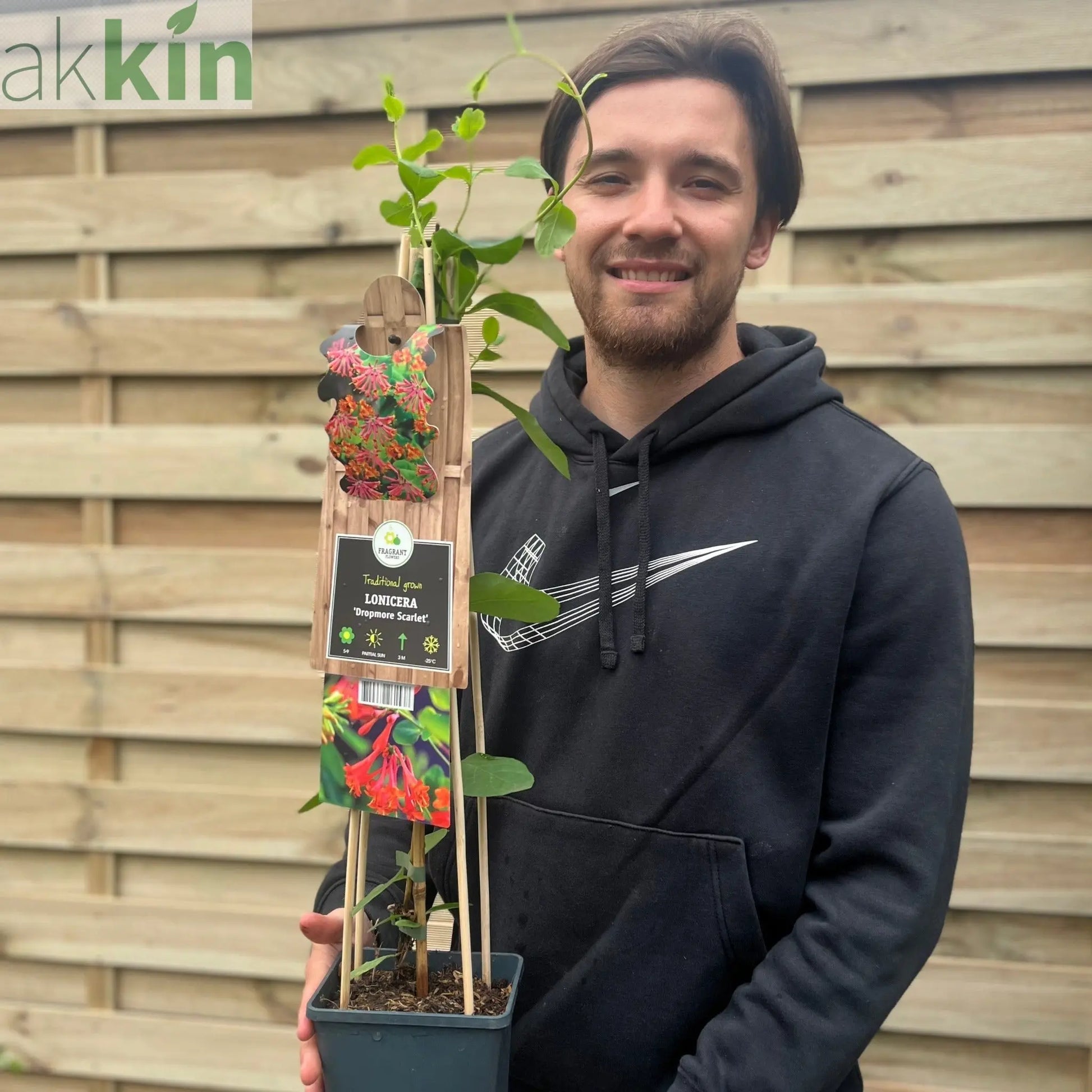 Lonicera 'Dropmore Scarlet' (Honeysuckle) 60-70cm One Click Plants