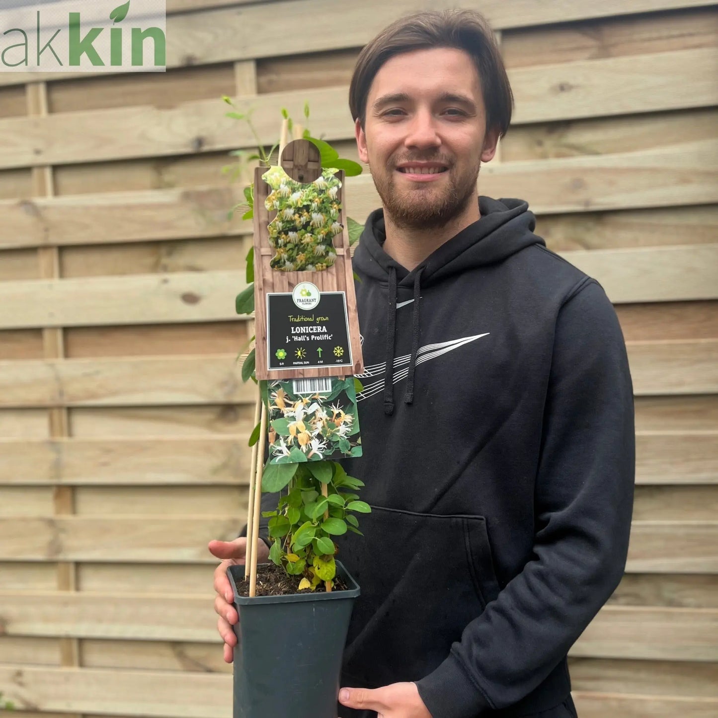 Honeysuckle 'Hall's Prolific' | Lonicera japonica 70cm One Click Plants