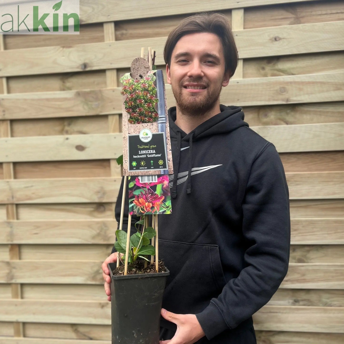 Honeysuckle 'GoldFlame' | Lonicera japonica 60-70cm One Click Plants