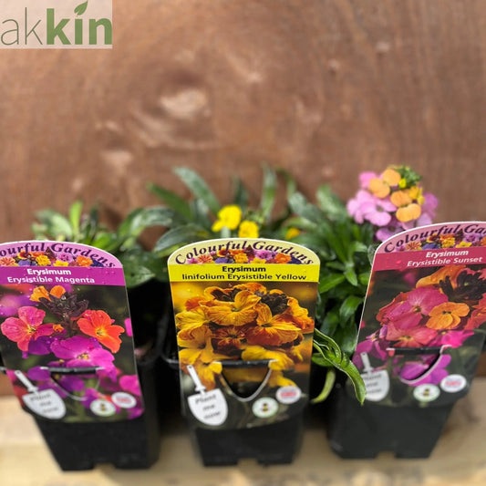 3 x Erysimum Supplied in 9cm Growers Pots One Click Plants
