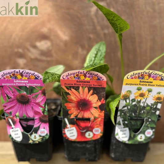3 x Echinacea Supplied in 9cm Growers Pots One Click Plants