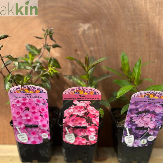 3 x Phlox Supplied in 9cm Growers Pots One Click Plants