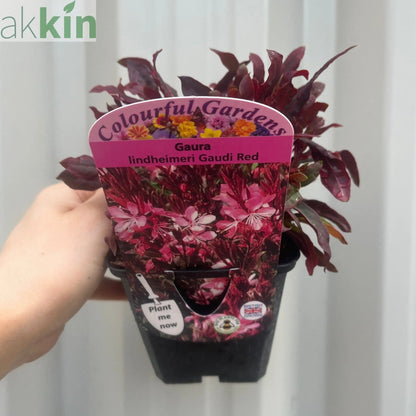 Gaura lindheimeri Gaudi Red 9cm/1.5L One Click Plants